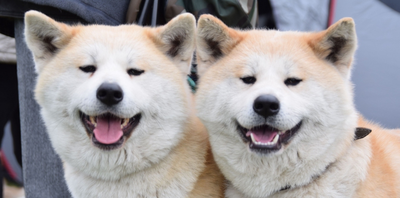 Od piesków pokojowych po pasterskich siłaczy. XXXII Krajowa Wystawa Psów Rasowych 