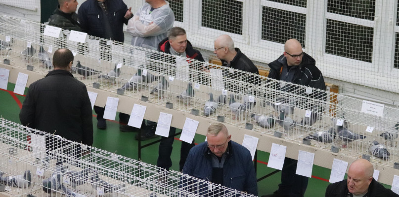 Najpiękniejsze gołębie z regionu zleciały się do Inowrocławia