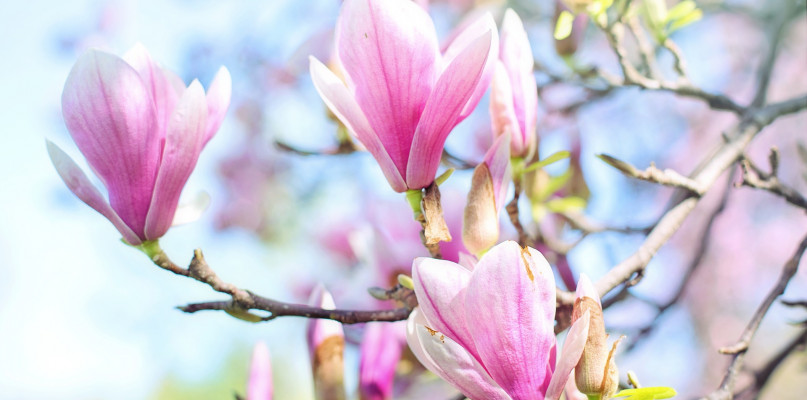 Magnolia nie tylko pięknie wygląda. Działa też uspokajająco i wspomaga pamięć
