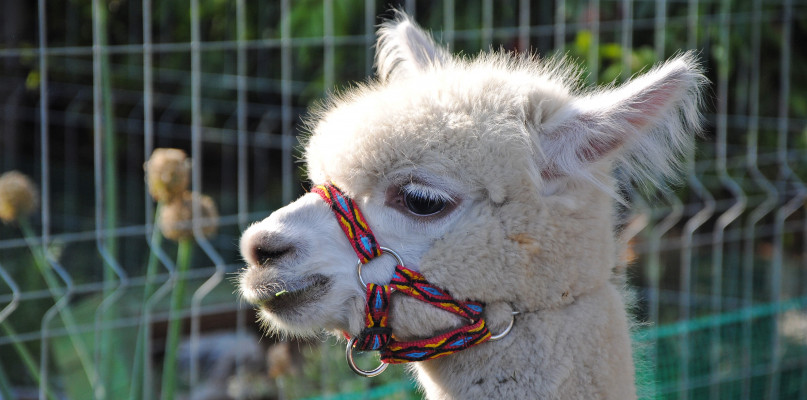 Alpakowe królestwo w Broniewicach. Byliście tam?