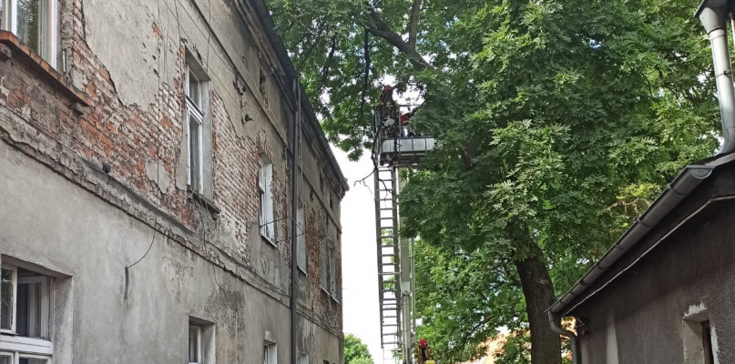 Fot. Straż Miejska Inowrocław