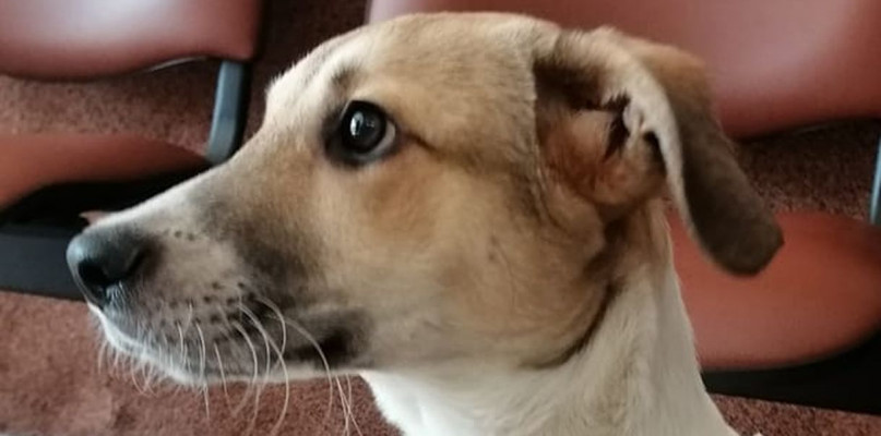 fot. Straż Miejska Inowrocław