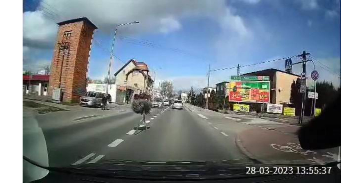 Taki widok nie zdarza się codziennie. W Pakości po ulicach biegał... struś