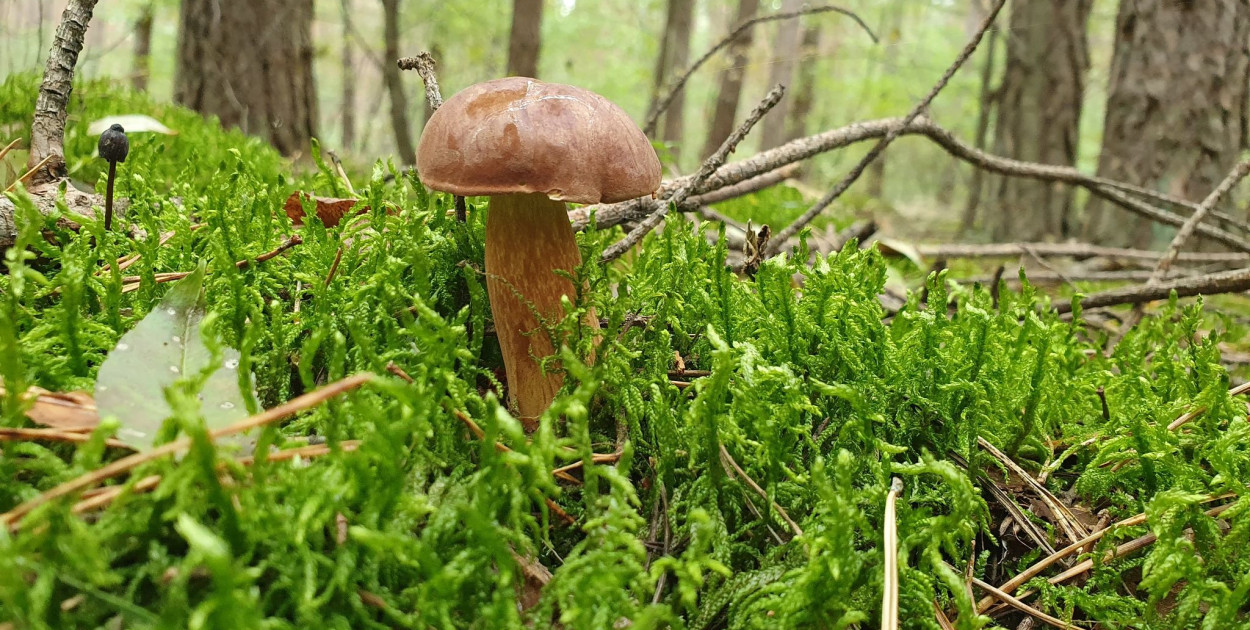 Na grzyby? Tak, ale rozważnie [PORADNIK]
