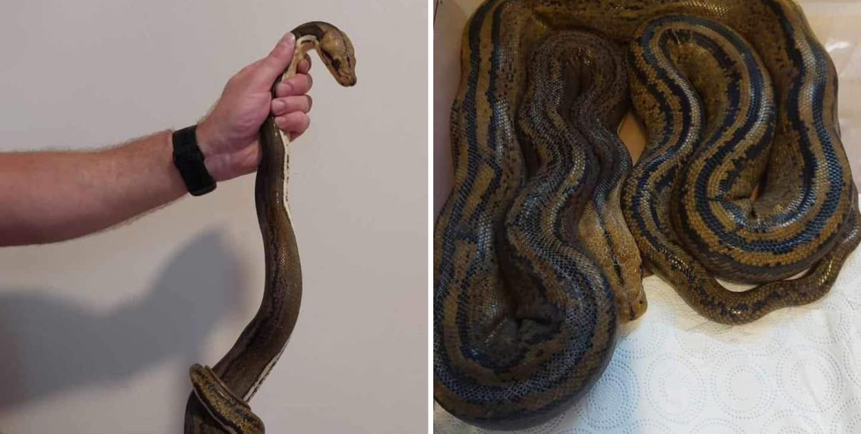Wielki wąż uciekł z terrarium. Strażak-hodowca w akcji!
