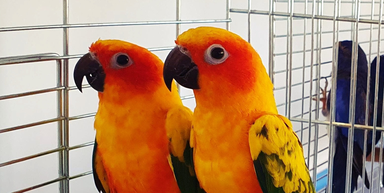 Kanarki, papugi i inne egzotyczne piękności. Zobaczcie zdjęcia