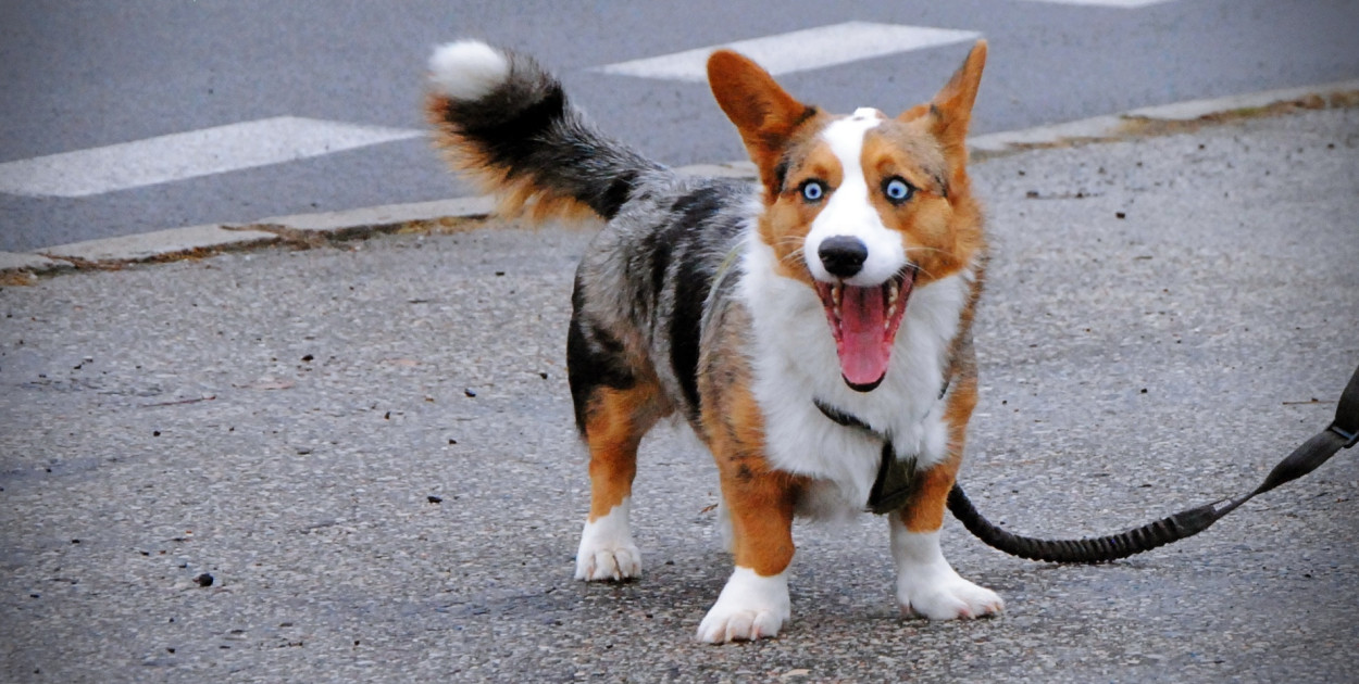 Wielka parada kundelków i adopciaków