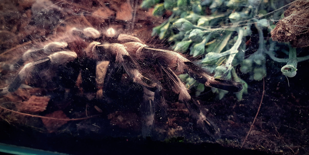 To wystawa dla ludzi o mocnych nerwach