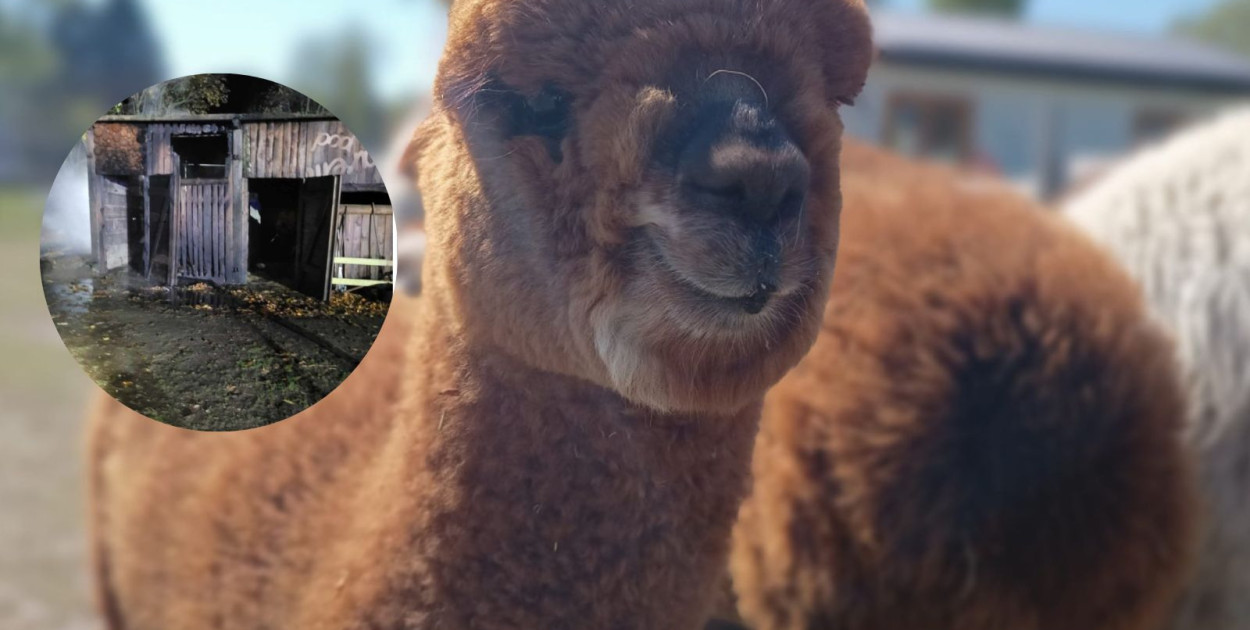 Wyspa Perperuny, gdzie dokonano bestialskiego zabicia zwierząt, do odbudowy