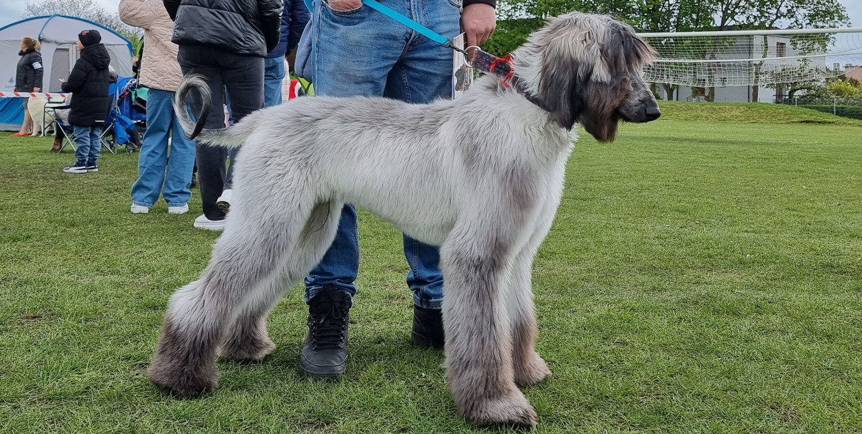 Psie piękności prezentują swoje wdzięki