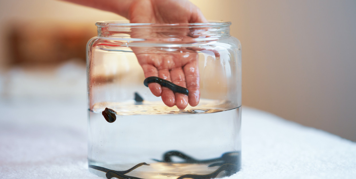 Pijawki lecznicze - na co pomagają?