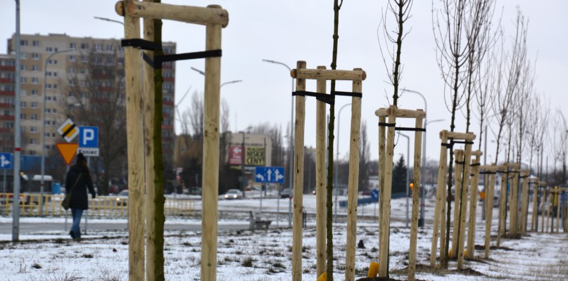 Nowe drzewka pojawiły się m.in. przy ul. Prymasa Józefa Glempa. Fot. UM Inowrocław