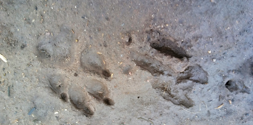 Ślady nie pozostawiają wątpliwości, że głodny wilk grasuje wokół kilku podinowrocławskich miejscowości. Fot. Alert24/Michał