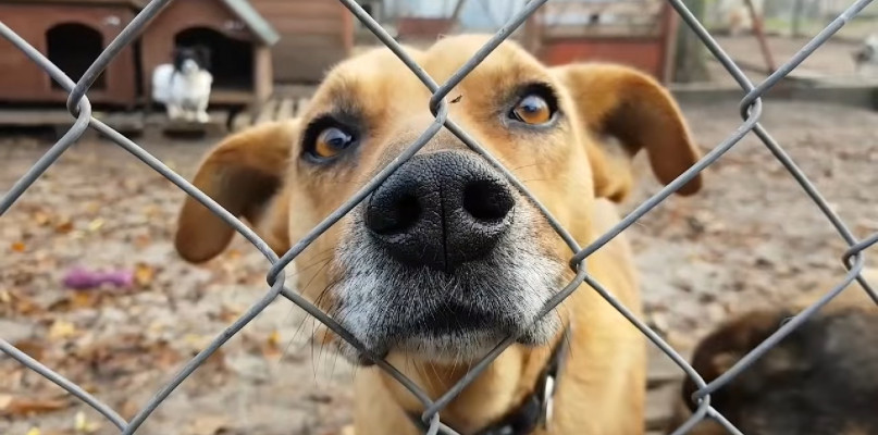 Nie kupujcie - adoptujcie! Setki psów czekają na Waszą miłość