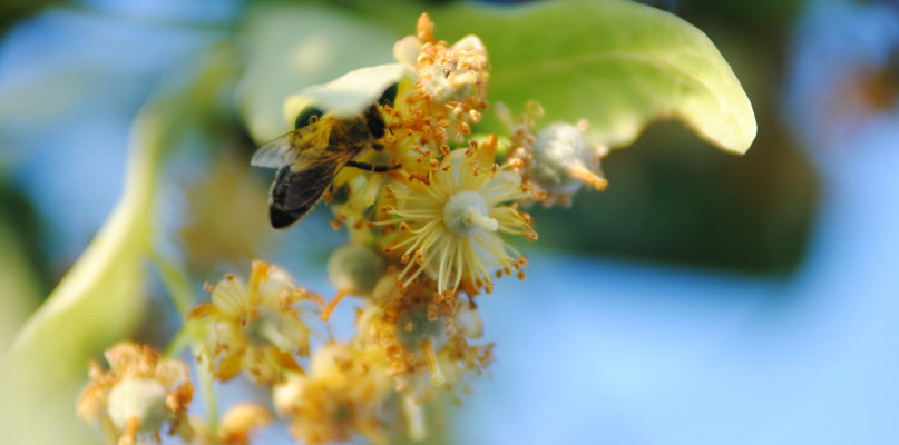 Ule w miastach mogą uratować populację pszczół