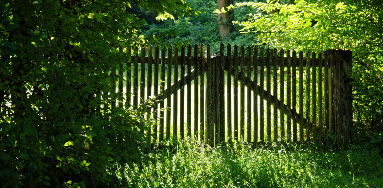 Zielony parkan -  jakie rośliny posadzić przy ogrodzeniu?