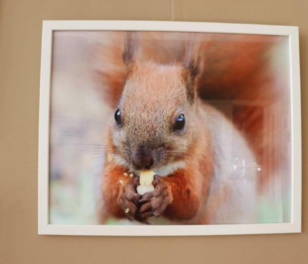 Bibliotekarka fotografuje wiewiórki. Zobaczcie jej prace-23573