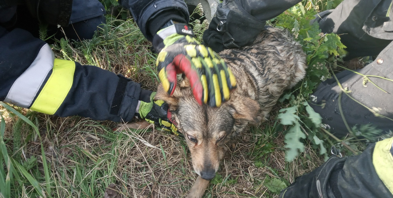 OSP Złotniki Kujawskie