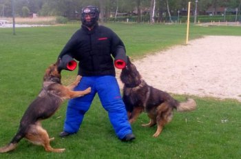 Szkolenie policyjnych psów-3100