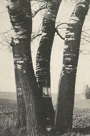 Topola z Łojewa-5352