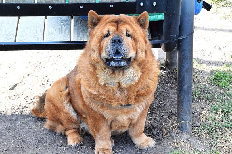 Międzynarodowy Dzień Psa