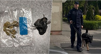 Zatrzymany za narkotyki dzięki policyjnemu psu-48485