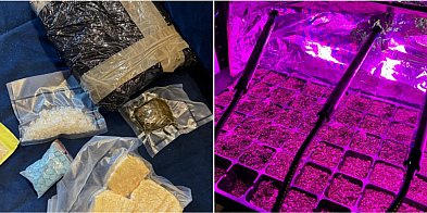 24-latek zatrzymany z ponad 3 kg narkotyków i 35 sadzon-49370