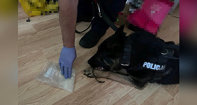 Przejechał rowerem przez pasy i wpadł z narkotykami-49878