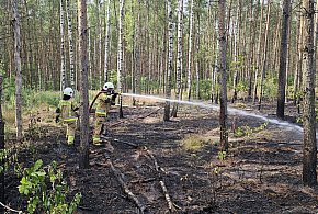 Pożar lasu w okolicy Jezuickiej Strugi. Trwa akcja gaśnicza-50266