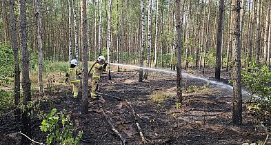 Pożar lasu w okolicy Jezuickiej Strugi. Trwa akcja gaśnicza-50266