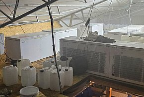 Wielka antynarkotykowa akcja CBŚP. Inowrocław w jednej z głównych ról-50388