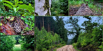 📷 INFOto: Balczewo deszczową porą-50846