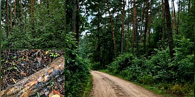 rolKI24.INFO | Leśny spacer po Balczewie-50849