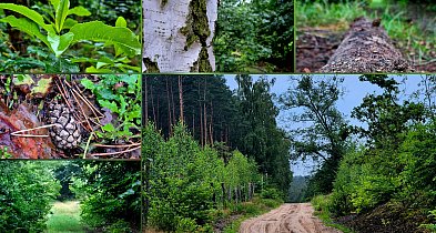 📷 INFOto: Balczewo deszczową porą-50846