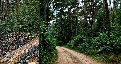 rolKI24.INFO | Leśny spacer po Balczewie-50849