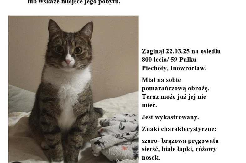 zdjecie ogloszenia