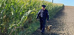 Policja patroluje... pole kukurydzy. Dlaczego?