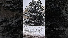 ❄️ Śnieg w Inowrocławiu w...