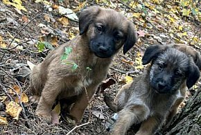 Okrutnie porzuciła sześć szczeniaków w lesie. 72-latka usłyszała zarzuty-53900