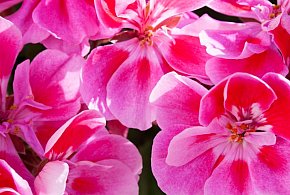 Akcja „Przygarnij miejską pelargonię” przedłużona-53897