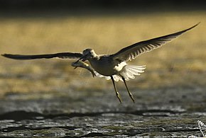 „Pospolite – niepospolite”. Pokaz fotografii przyrodniczej w mieście-54314