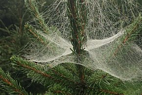 Kupujesz żywą choinkę na święta? Ten szczegół łatwo przeoczyć-55063