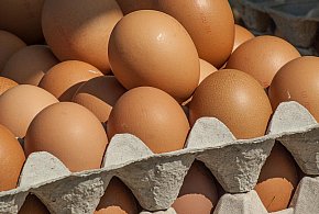 Salmonella wykryta w jajach! GIS wydał pilne ostrzeżenie-55208