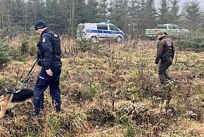 Kradną choinki? Służby ruszyły w teren z kontrolami w lasach-55266