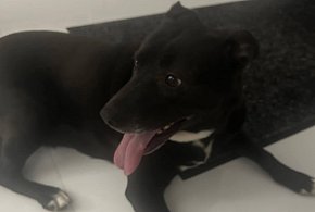 Czyj to pies? Zgubił się w sylwestrową noc-55546