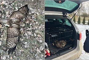 Nie poleciał, ale pojechał policyjnym radiowozem