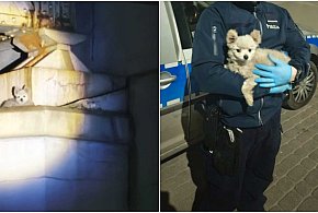 Pies na filarze wiaduktu. Szybka akcja służb