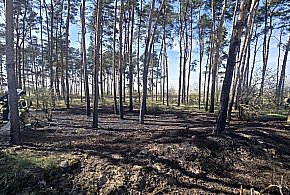 Pożar w lesie. Do akcji ruszyło kilka zastępów