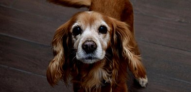 rolKI24.INFO | Wczoraj psiaki przejęły Galerię Solną! 🐾💙-53514