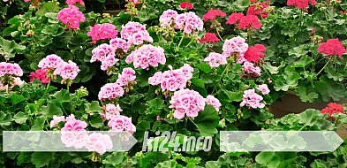 Pelargonie za darmo dla mieszkańców. Miasto ponownie organizuje akcję-53819